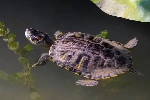 常见水龟品种列举 (常见水龟是否有巴西龟等品种)插图2