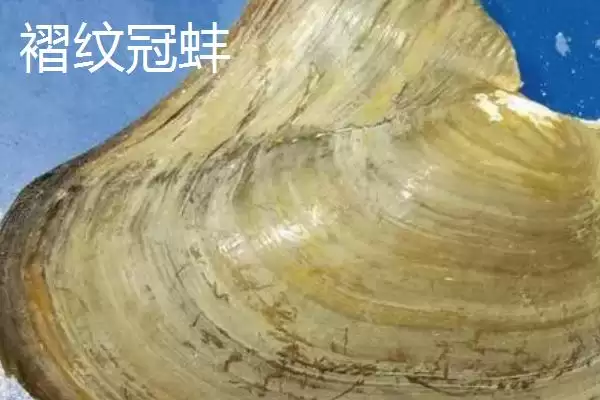 河蚌产珠情况 (河蚌是否不一定都有珍珠)插图3