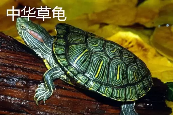 石金钱龟物种特性 (石金钱龟是否是古老水龟)插图6 石金钱龟物种特性 (石金钱龟是否是古老水龟)插图6