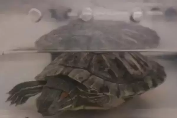 巴西龟作息习性 (巴西龟是否夜晚睡觉)插图8 巴西龟作息习性 (巴西龟是否夜晚睡觉)插图8