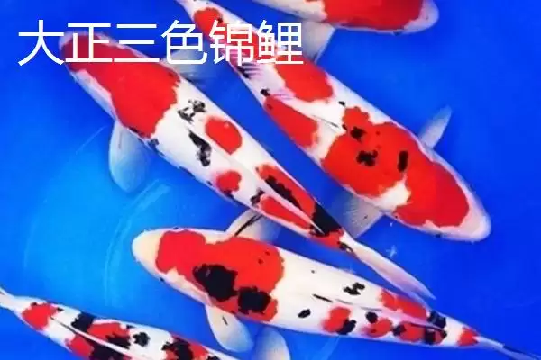 锦鲤鱼饲料分类 (锦鲤鱼饲料是否分为植物、动物、合成三类)插图9