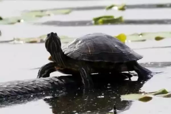 常见水龟品种列举 (常见水龟是否有巴西龟等品种)插图4