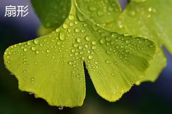 树叶常见颜色种类 (树叶常见颜色是否有绿、金黄、红等)插图8