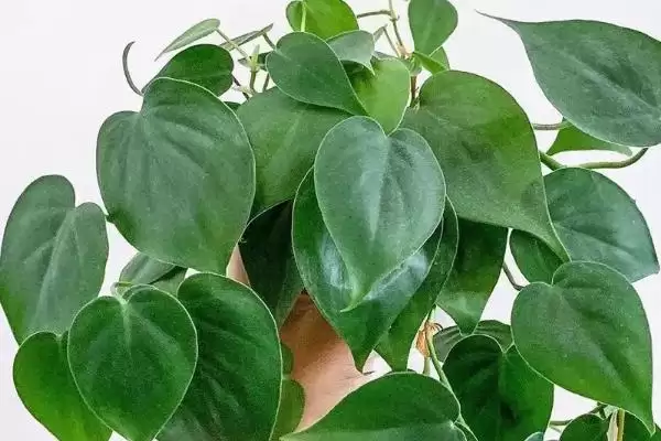 心叶藤生根方式 (心叶藤是否可通过土培或水培进行生根)插图2