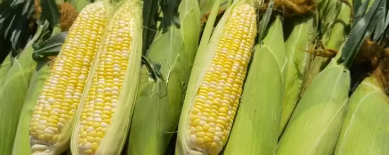 玉米数量估算 (10 斤玉米是否约 14 - 25 个)-会东网