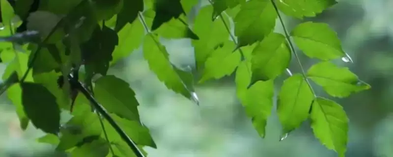 树叶常见颜色种类 (树叶常见颜色是否有绿、金黄、红等)-会东网