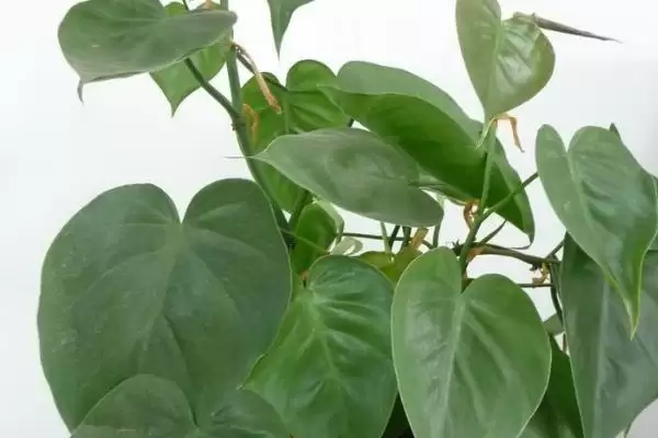 心叶藤生根方式 (心叶藤是否可通过土培或水培进行生根)插图1