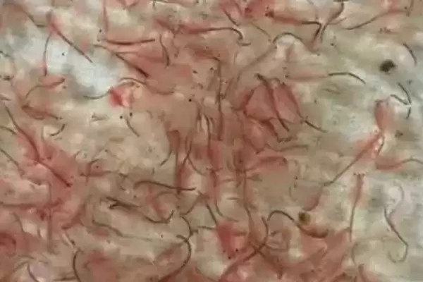 丰年虾生存环境 (丰年虾是否可在高盐环境生存)插图3