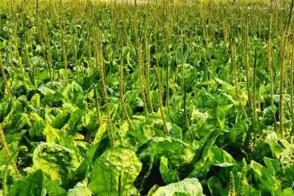 种植野菜利润因素 (种植野菜利润是否因品种等而异)插图8