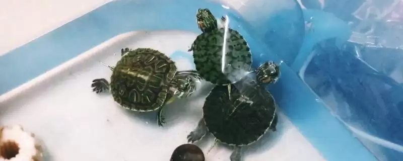 巴西龟投喂要点 (巴西龟投喂是否需定量)-会东网