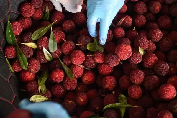 荸荠杨梅与东魁杨梅味道 (荸荠杨梅与东魁杨梅味道是否依个人口味而异)插图4 荸荠杨梅与东魁杨梅味道 (荸荠杨梅与东魁杨梅味道是否依个人口味而异)插图4