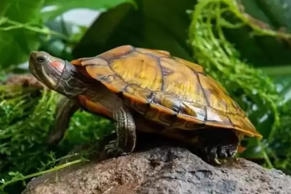 常见水龟品种列举 (常见水龟是否有巴西龟等品种)插图1