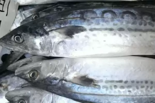 花骨鱼等鱼刺情况 (花骨鱼等鱼是否小刺较多)插图7 花骨鱼等鱼刺情况 (花骨鱼等鱼是否小刺较多)插图7