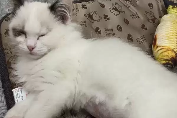 猫传腹初期症状表现 (猫传腹初期是否表现为食欲不佳、体重下降)插图3