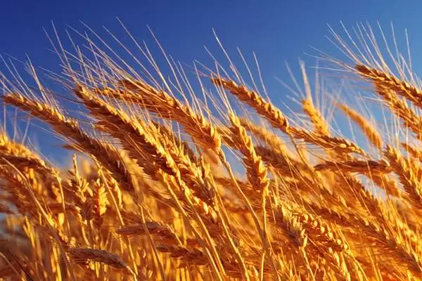 五谷指代内容 (五谷是否指稻、黍、稷、麦、菽)插图4 五谷指代内容 (五谷是否指稻、黍、稷、麦、菽)插图4