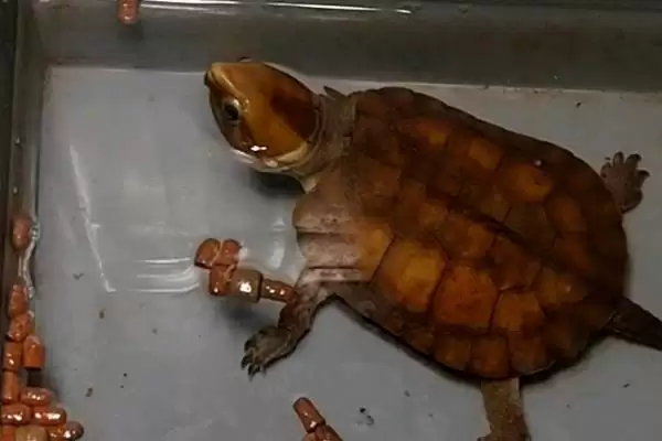 鹰嘴龟品种数量 (鹰嘴龟是否有 5 个品种)插图5