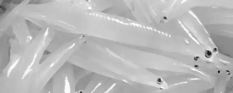 辐射污染区雷鱼管控 (辐射污染区雷鱼是否受到管制)-会东网