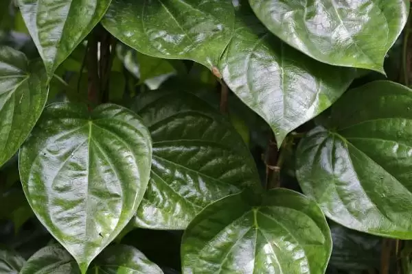 心叶藤生根方式 (心叶藤是否可通过土培或水培进行生根)插图3