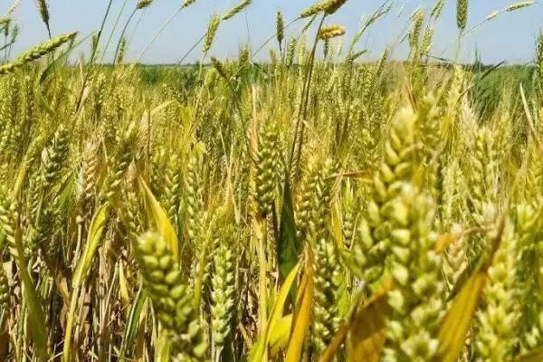 小麦密度级别差异 (小麦不同级别在密度上是否不同)插图2 小麦密度级别差异 (小麦不同级别在密度上是否不同)插图2