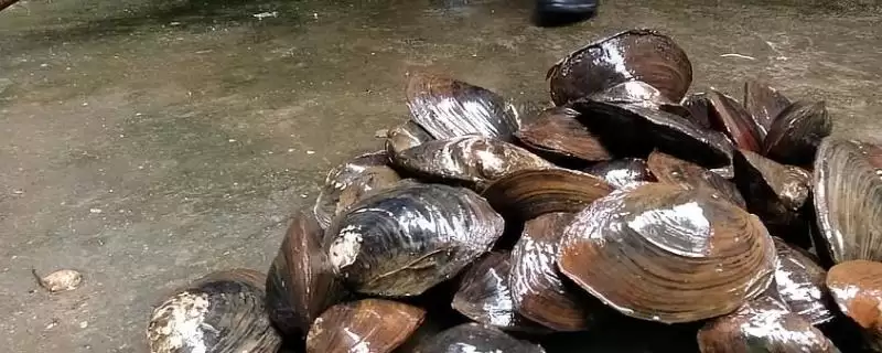 河蚌产珠情况 (河蚌是否不一定都有珍珠)-会东网