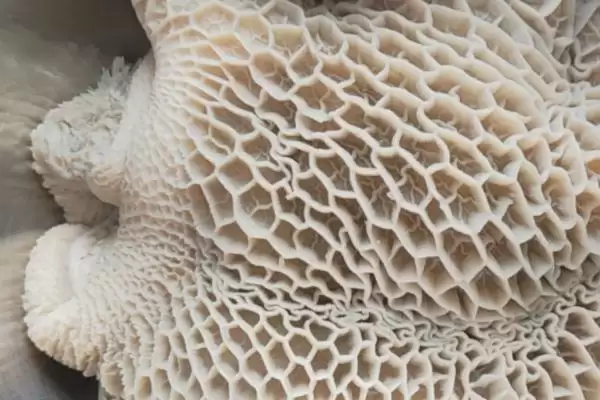 牛腱子分布情况 (牛 4 条腿各是否有 1 个牛腱子)插图5 牛腱子分布情况 (牛 4 条腿各是否有 1 个牛腱子)插图5