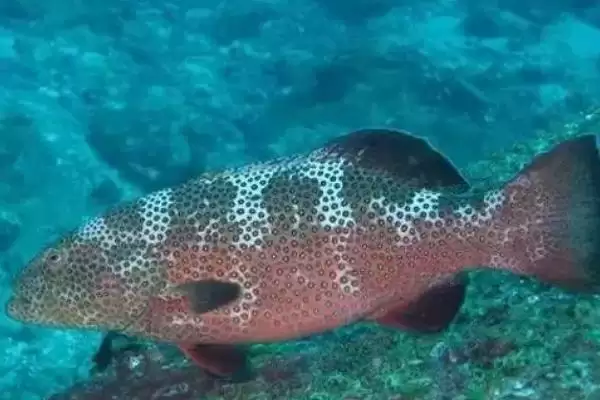 青斑鱼和石斑鱼差异 (青斑鱼和石斑鱼在生活环境等方面是否不同)插图5