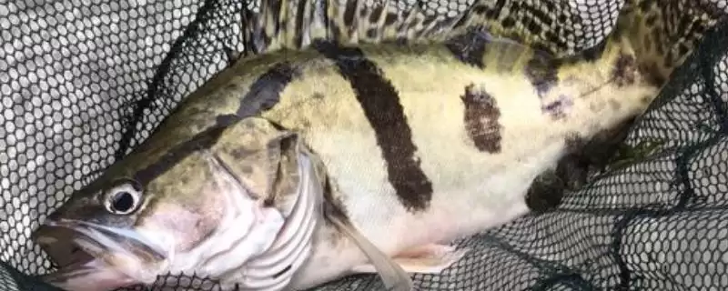 野生鳌花鱼价格情况 (野生鳌花鱼价格是否为 60 – 70 元  斤)-会东网