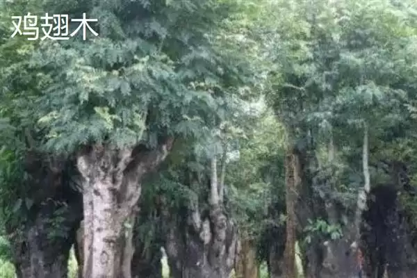 红木常见种类列举 (红木常见是否有降香黄檀等)插图5 红木常见种类列举 (红木常见是否有降香黄檀等)插图5