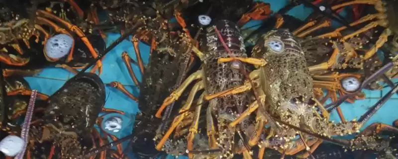 常见大龙虾种类 (常见大龙虾是否有 6 种)-会东网