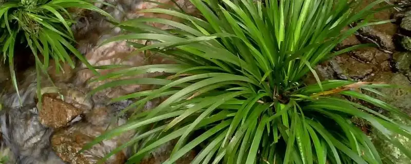 石菖蒲种植产量 (石菖蒲种植三年亩产鲜货是否为 400 - 500 公斤)-会东网