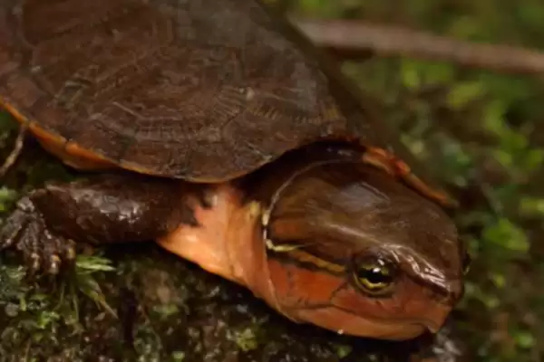 鹰嘴龟品种数量 (鹰嘴龟是否有 5 个品种)插图6