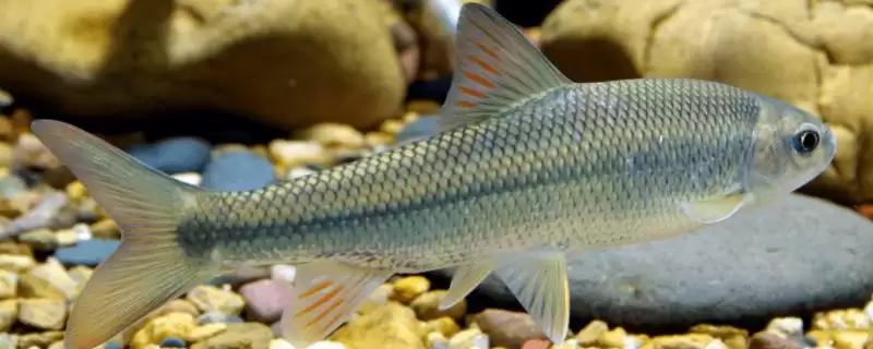 多鳞白甲鱼物种分类 (多鳞白甲鱼是否为鲤科白甲鱼属鱼类)插图 多鳞白甲鱼物种分类 (多鳞白甲鱼是否为鲤科白甲鱼属鱼类)插图