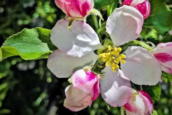 苹果开花时间节点 (苹果是否在 4 – 5 月开花)插图3 苹果开花时间节点 (苹果是否在 4 – 5 月开花)插图3
