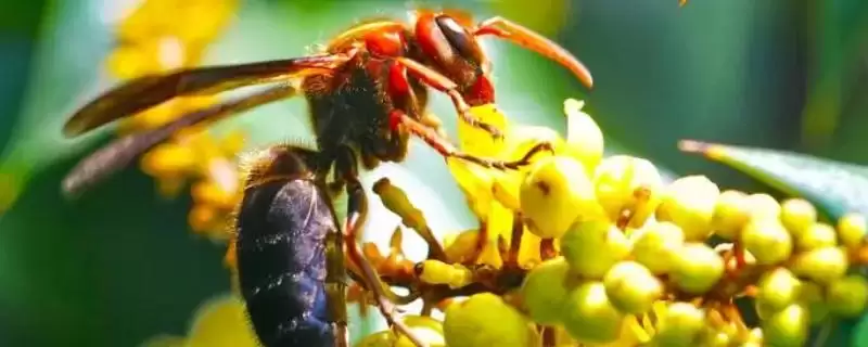 虎头蜂蛰人危害 (虎头蜂蛰人是否可能有生命危险)-会东网