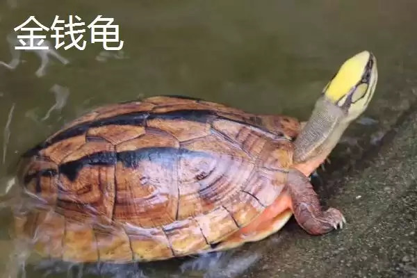 石金钱龟物种特性 (石金钱龟是否是古老水龟)插图1 石金钱龟物种特性 (石金钱龟是否是古老水龟)插图1