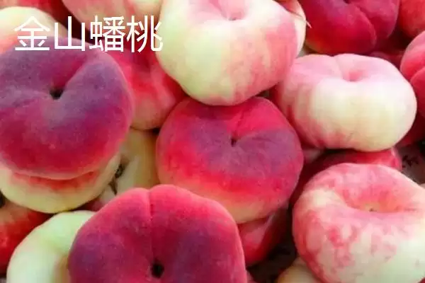 油蟠桃果皮特性 (油蟠桃果皮是否光滑且易清洗)插图5