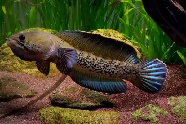 辐射污染区雷鱼管控 (辐射污染区雷鱼是否受到管制)插图1