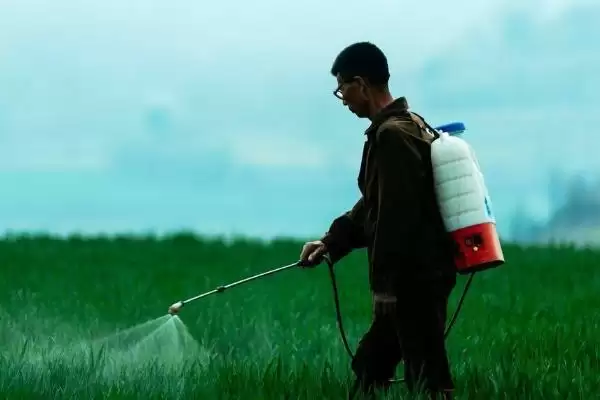 毒死蜱防治害虫种类 (毒死蜱是否可防治多种害虫)插图3 毒死蜱防治害虫种类 (毒死蜱是否可防治多种害虫)插图3