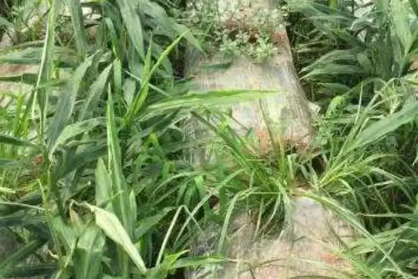 农田常见杂草种类 (农田常见杂草是否有稻稗草等)插图1