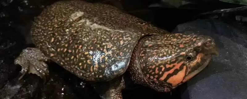 鹰嘴龟品种数量 (鹰嘴龟是否有 5 个品种)-会东网