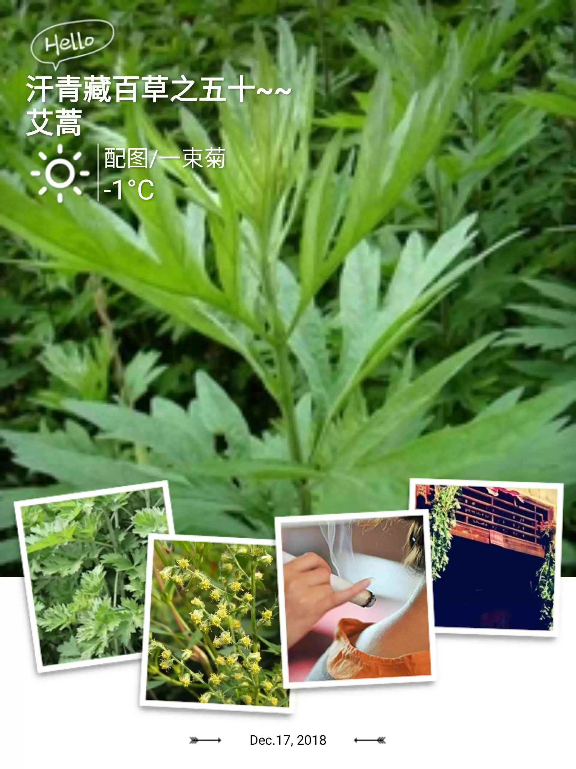 艾蒿的种植要点有哪些, 需要注意什么?插图3 艾蒿的种植要点有哪些, 需要注意什么?插图3