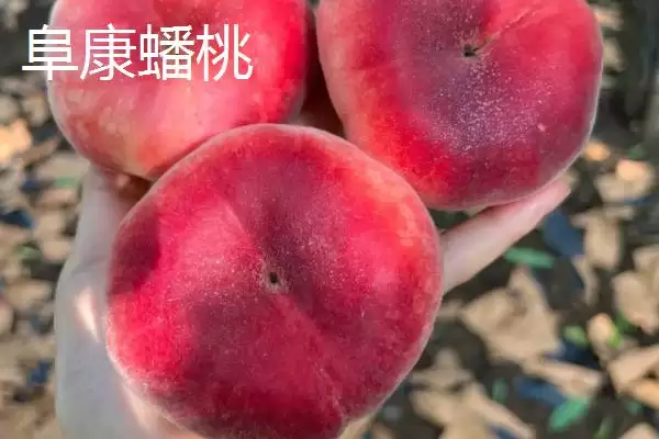 油蟠桃果皮特性 (油蟠桃果皮是否光滑且易清洗)插图3