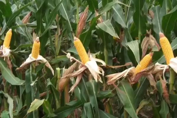 合众 525 玉米生育期 (合众 525 玉米出苗至成熟是否为 135.3 天)插图1