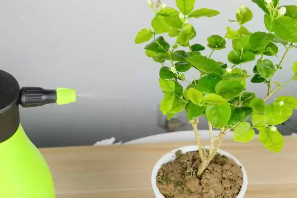 新买茉莉花掉苞原因 (新买茉莉花掉苞是否因环境不适)插图7