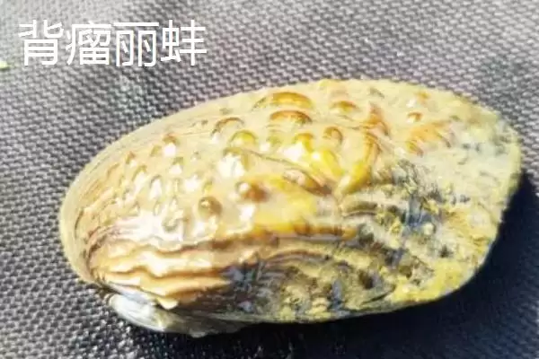 河蚌产珠情况 (河蚌是否不一定都有珍珠)插图6