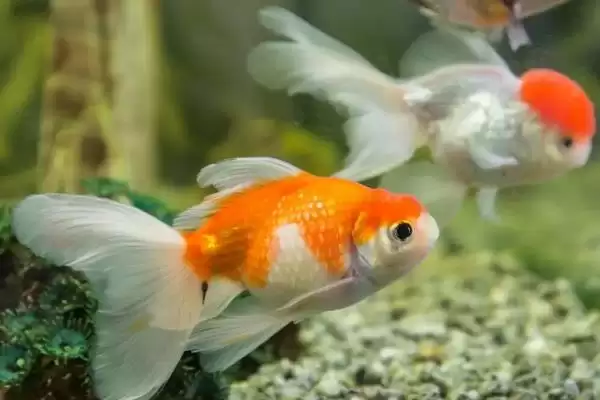 新手养金鱼品种选择 (新手养金鱼是否可选草金鱼等品种)插图4 新手养金鱼品种选择 (新手养金鱼是否可选草金鱼等品种)插图4