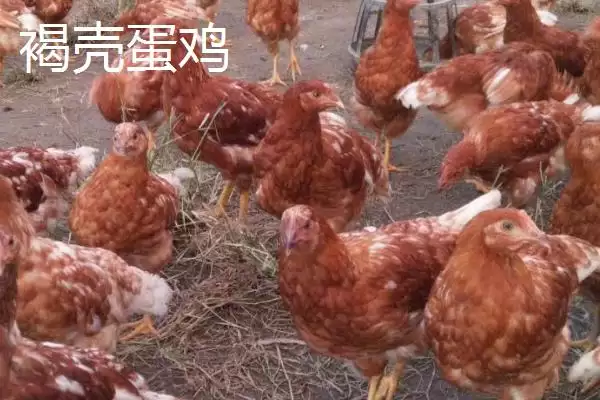蛋鸡优良品种 (蛋鸡好品种是否有粉壳蛋鸡等)插图3