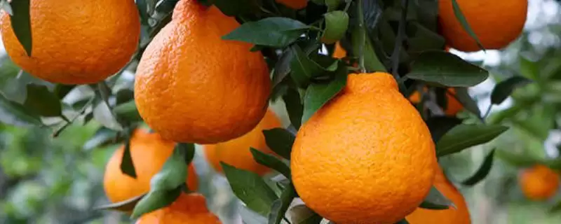 常见好吃水果列举 (常见好吃水果是否有丑橘等)-会东网