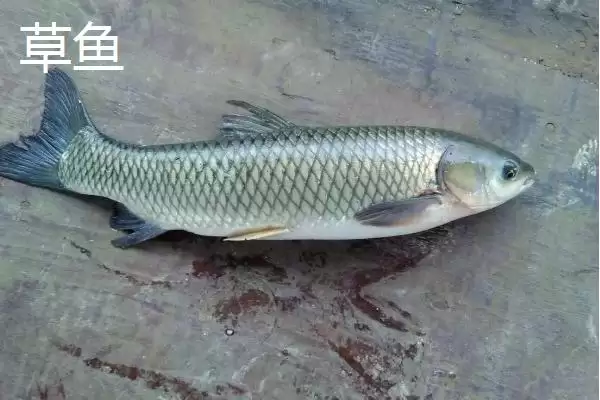 青鱼与草鱼食性特点 (青鱼是否吃荤，草鱼是否吃素)插图2