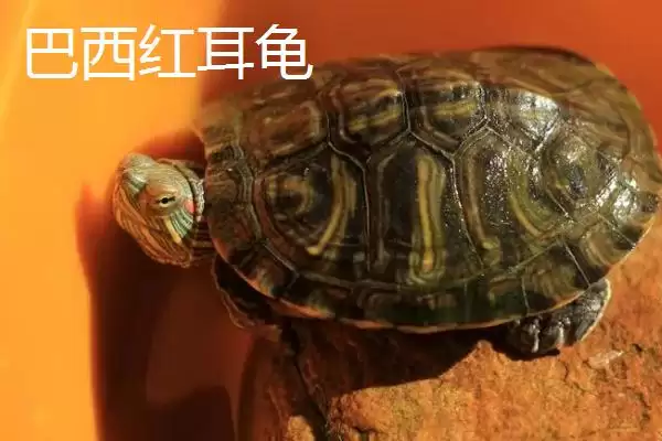 石金钱龟物种特性 (石金钱龟是否是古老水龟)插图7 石金钱龟物种特性 (石金钱龟是否是古老水龟)插图7